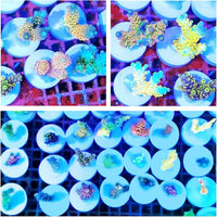 Ceramic White Coralline Coral frag Plugs Coral frag Base Round 20pc – Essentials for Fish - round24mm20pcs - image 4