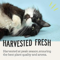 Catnip, All Natural Premium Catnip (4 oz Thick Cut)