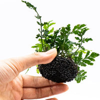 Java Fern Live Aquarium Plants – Windelov, Narrow Leaf & More– Easy Aquascaping Plants for Freshwater Tanks, Low Light, No CO₂ (Bolbitis Difformis 'Mini' on Nutripad)