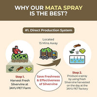 JAYU PET Active MATA Spray – 100% Natural Silvervine Spray for Cats, Liquid Catnip Alternative, Calming Spray for Indoor Kittens, Boosts Play & Engagement, Reduces Stress (1 fl oz)