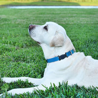Dogline Biothane Waterproof Dog Collar with Herm Sprenger Stainless Steel Quick Release Buckle – Heavy Duty Tactical Durable Collar for Dogs – Comfortable and Safe Pet Collar, W 1" L 15-25", Blue