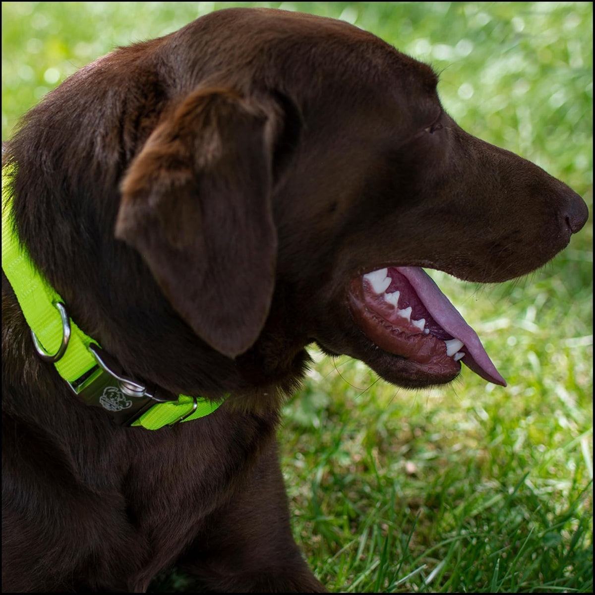 Country Brook Petz - Premium Nylon Dog Collar with Metal Buckle for Small Medium Large Breeds - 30+ - Small (Pack of 1) / Hot Yellow - image 3