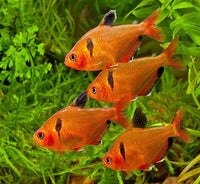 Aquatic Foods Inc. Premium Community Tropical Fish Flakes. All-Around Flakes for Tetras, Livebearers, Anglefish, Cichlids, Goldfish, Guppies 2-Type Pellet Mix & 4-Type Wafers Included...1/2-lb Bag