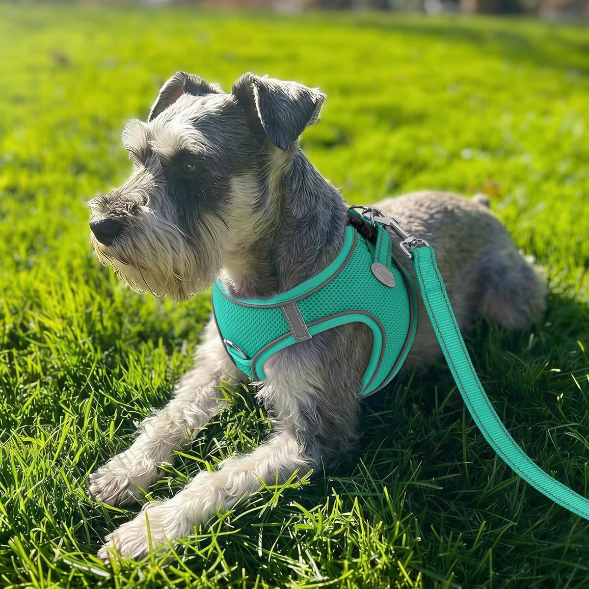 Joytale Step-in Dog Harness, Soft Breathable Mesh, Black S – Essentials for Dogs - L--Chest: 18.5-21.5'' / Teal - image 2