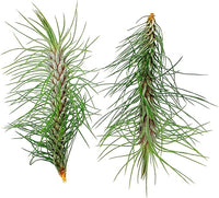 Air Plants - Colombian Tillandsia Funckiana, Large 5" - 2ct - Live Arrival Guaranteed - House Plants for Home Decor & Gift