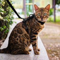 Cat Harness and Leash Set with Airtag Holder for Walking & Travelling - Black - image 3