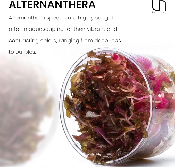 Ultum Nature Systems Mini Alternanthera Reineckii Red Stem Tissue Culture Live Plant for Aquarium, Aquascape, Freshwater Fish Tanks - 100% Snail Free in Vitro