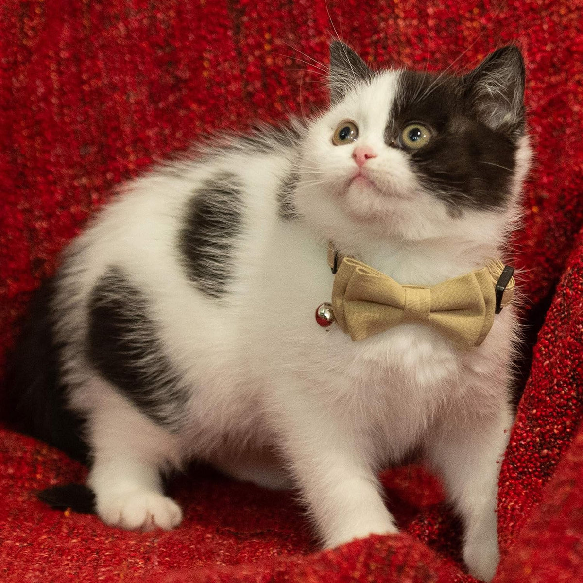 Cat Collar Breakaway Bowtie Safety with Bell Adjustbale Kitten Puppy - A-[2pcs] Pink & Blue Grey - image 4