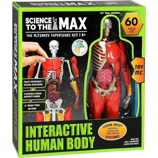 Science to The Max Interactive Human Body Fully Poseable Anatomy Figure - 14” Tall - BIG FRENCHIES