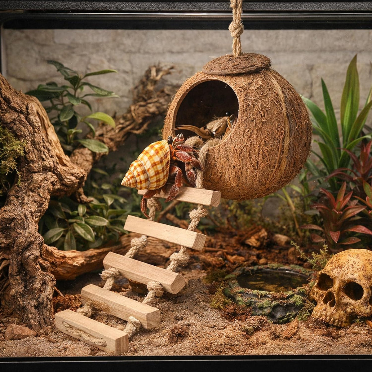 HERCOCCI Gecko Tank Accessories - Single - image 4