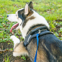 Hi Kiss Dog/Puppy Obedience Recall Training Agility Lead - 30 Feet / Pink - image 3