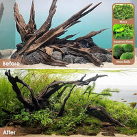 Natural Small Aquarium Driftwood for Fish Tanks & Reptile Terrariums – Safe Fish Tank Decorations, Unique Twisted Branches 10-Piece 2-4 Inch Low Tannin, Easy to Sink
