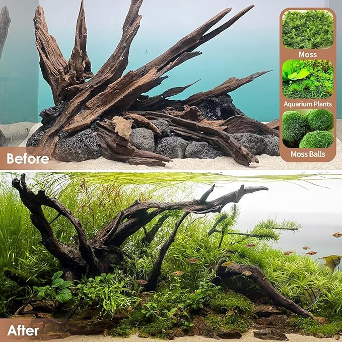 Natural Small Aquarium Driftwood for Fish Tanks & Reptile Terrariums – Safe Fish Tank Decorations, Unique Twisted Branches 10-Piece 2-4 Inch Low Tannin, Easy to Sink