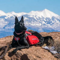 Kurgo Big Baxter Dog Backpack Harness - Big Baxter / Chili/Barn Red - image 2