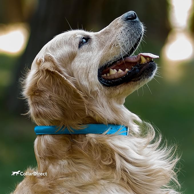 CollarDirect Rolled Leather Dog Collar, Soft Padded Round Puppy Collar, Handmade Genuine Leather Collar Dog Small Large Cat Collars 13 Colors (11-14 Inch, Light Blue Textured)