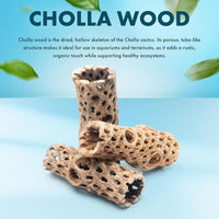 Natural Cholla Wood, Driftwood for Aquariums, Air Plant Base - Tunnel / 4 Inch, 1pc - image 2