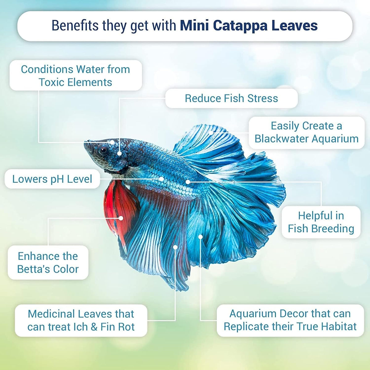 SunGrow pack of 50 mini catappa Indian almond leaves for betta aquariums - view 3