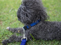 Country Brook Petz, Everyday Nylon Dog Leash - Royal Blue / 6 Foot X 1 Inch Wide (Pack of 1) - image 3