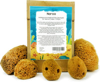 Naroa pack of 5 natural unbleached hermit crab sea sponges