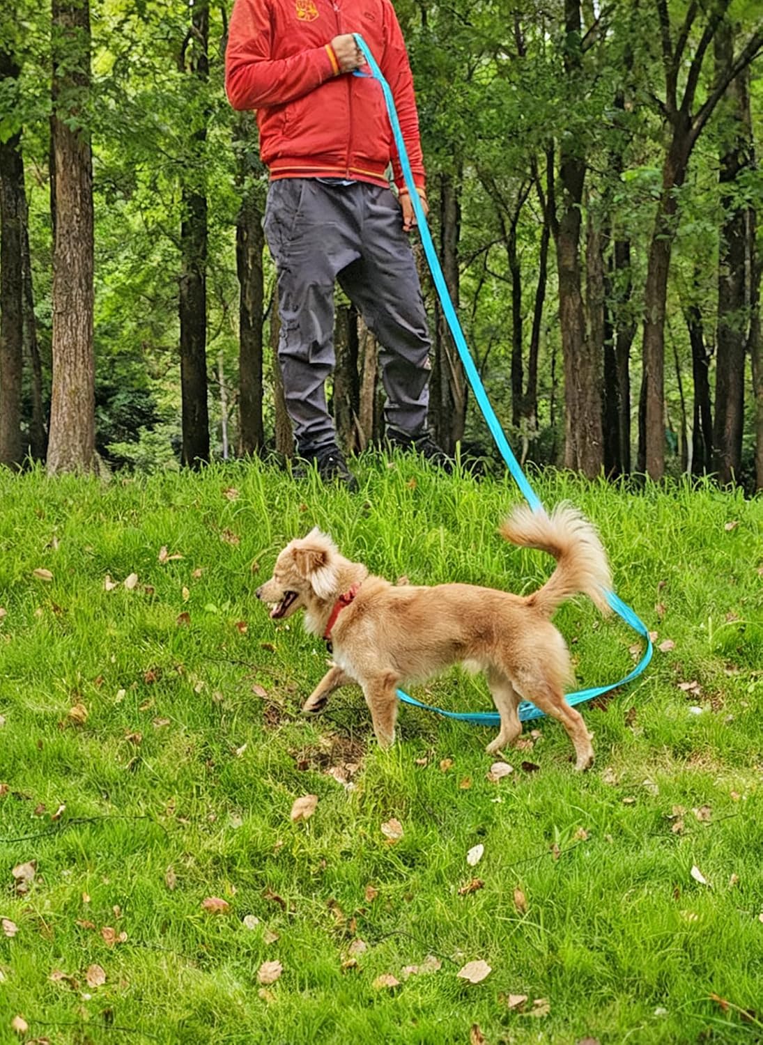 10FT Dog Leash with Traffic Handle Reflective Large Medium Dogs – Essentials for Dogs - 10ft x 1 in / blue - image 4