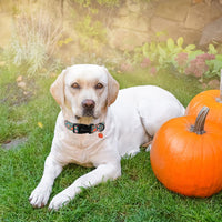 ARING PET Fall Dog Collars - Medium / Fall Pumpkin Leaf - image 4