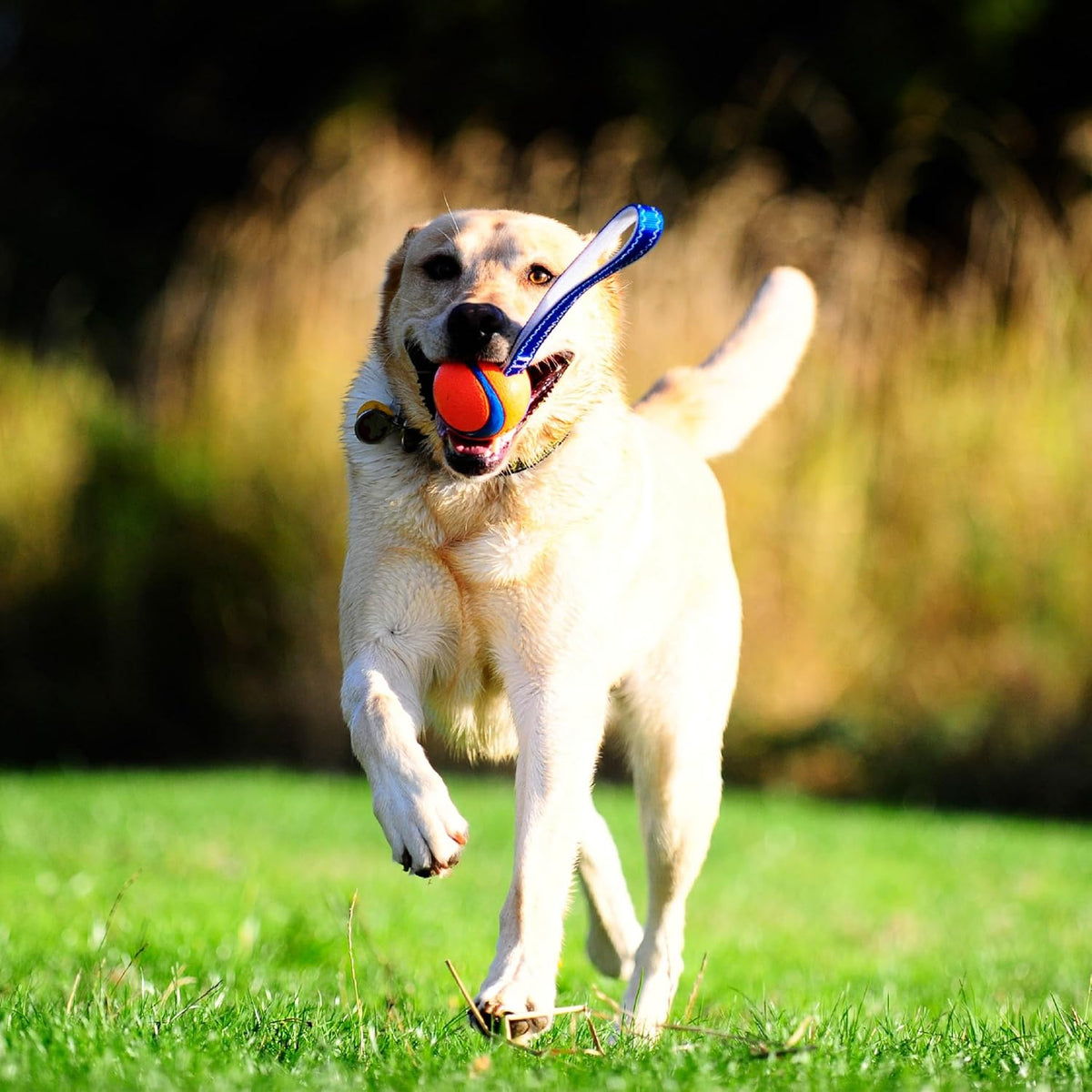 Chuckit! Ultra Tug Dog Toy - Medium / Ultra Tug - image 2