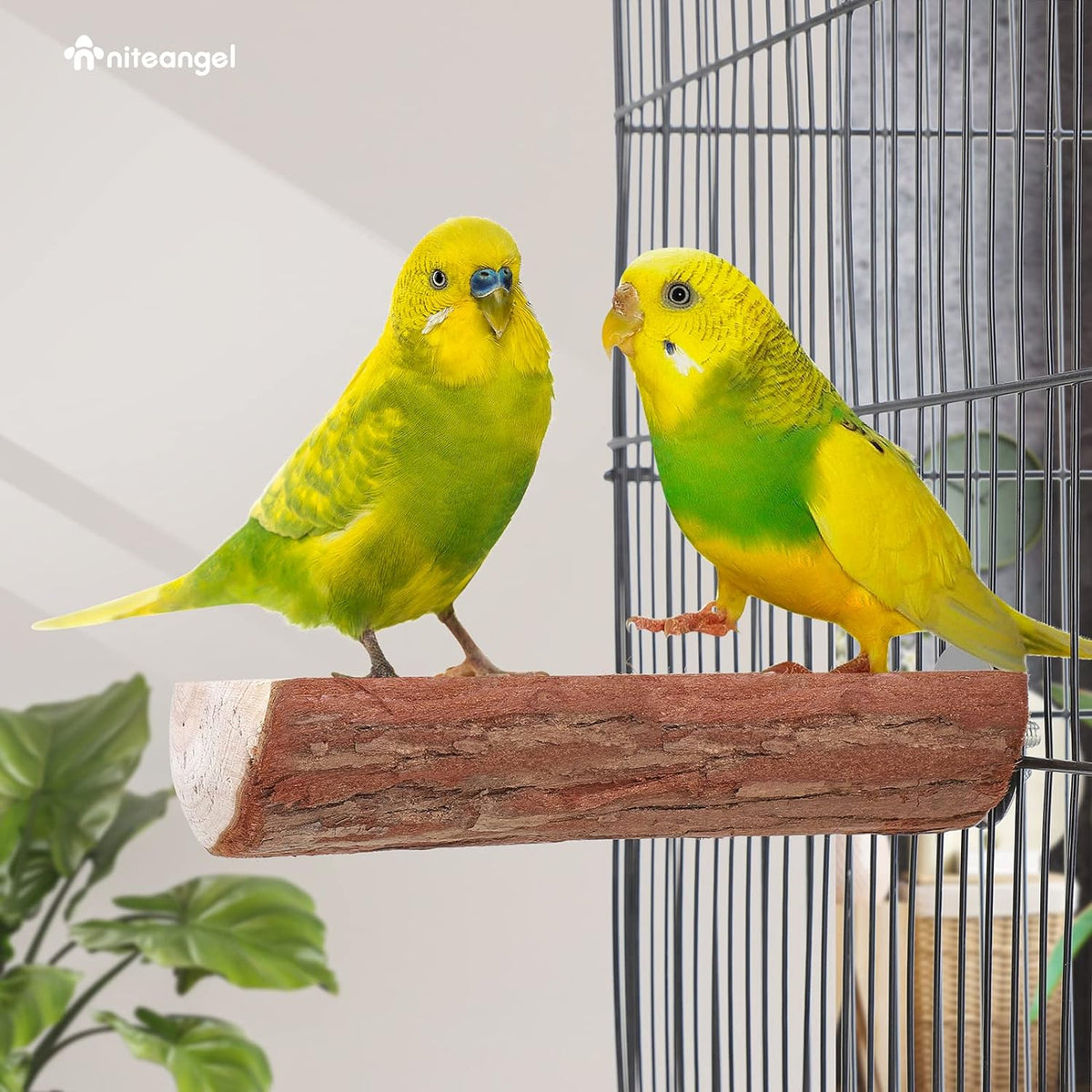 Niteangel Parrot Cage Perch, Wooden Platform for Birds – Essentials for Birds - 1 Pack - image 4