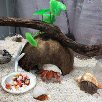 SINKOO 17PCS Hermit Crab Shells - image 4
