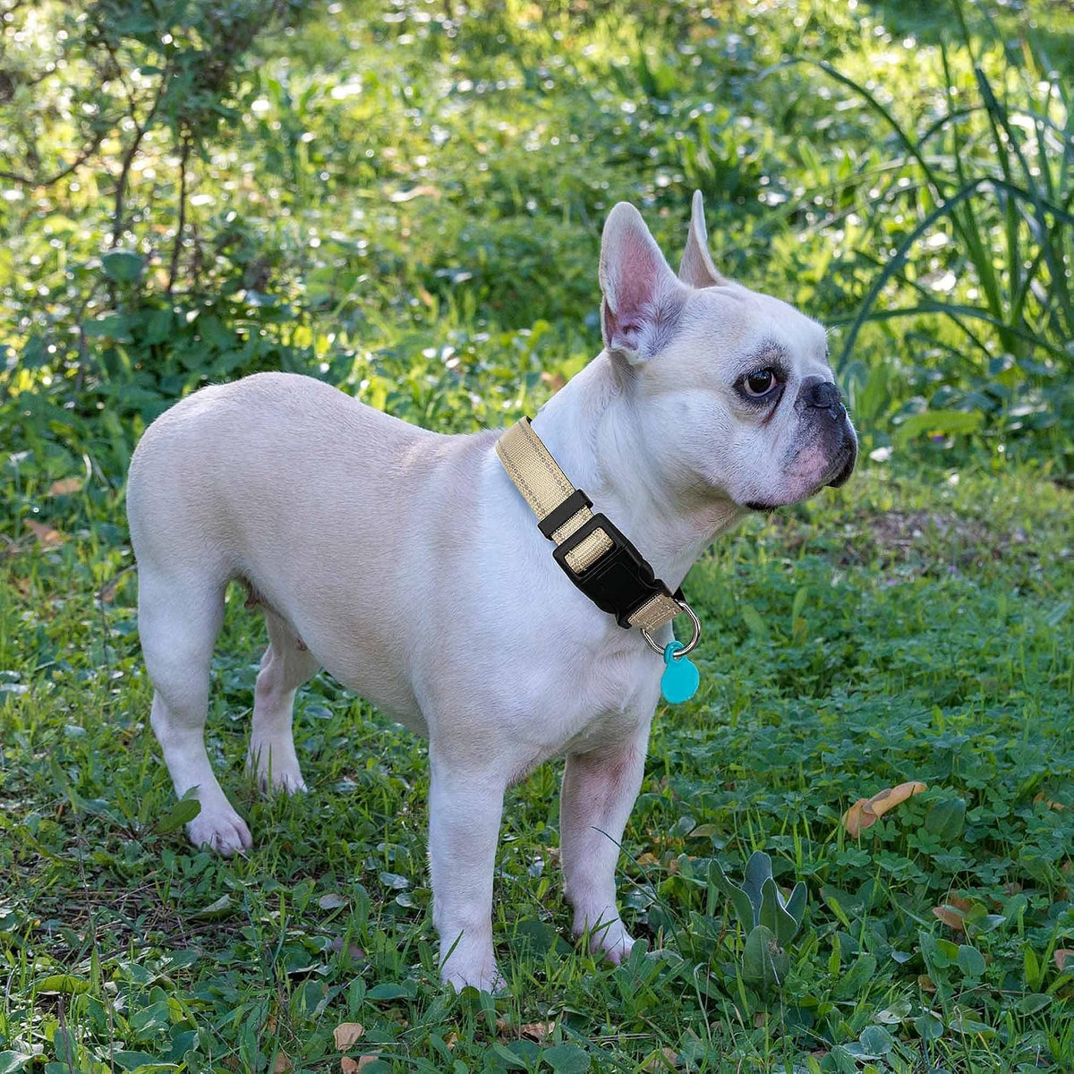 Ladoogo Reflective Dog Collar Padded with Soft Neoprene - Beige / Medium - image 4