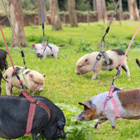YeeBeny Mini Pig Harness Adjustable with Leash Foam Handle Pink - Green / XL - image 2