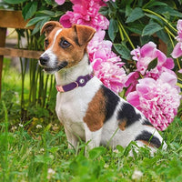 AirTag Dog Collar for Small Medium Large Breed - Adjustable Cute Pattern Dog Collar with Airtag Holder - Soft Leather Tracker GPS Apple Air Tag Pet Collars (X-Large, 20"-25" Neck Fit, Peonies)