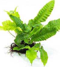 Java Fern Live Aquarium Plants – Windelov, Narrow Leaf & More– Easy Aquascaping Plants for Freshwater Tanks, Low Light, No CO₂ (Bolbitis Heteroclita on Nutripad)