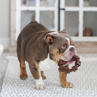 Nylabone Power Chew Customer Favorites Dog Chew Toys - Large / Bundle - image 2