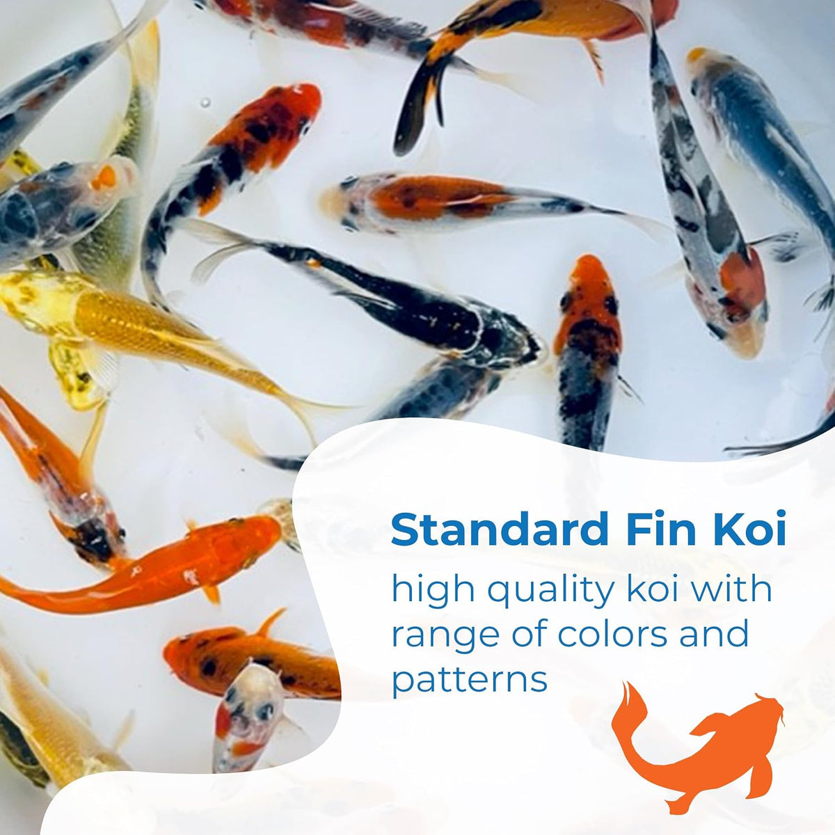 Toledo Goldfish Standard Fin Koi, Variety of Colors and Patterns - 3-4 Inches 3 Count - image 2