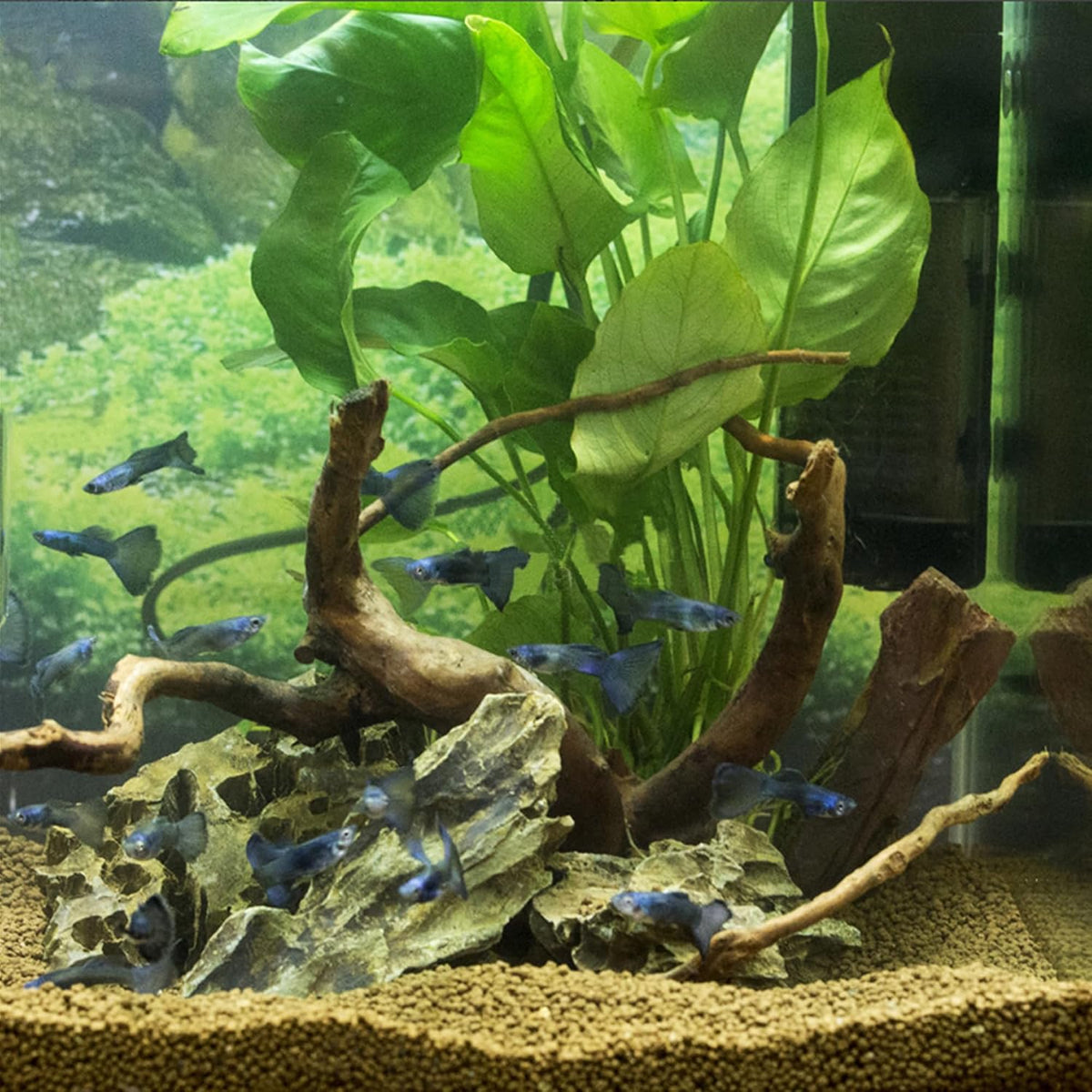 majoywoo Natural Driftwood for Aquarium Decor Fish Tank Decor Reptile - Spiderwood 2 to 4.5 Inch(Pack of 10) - image 3