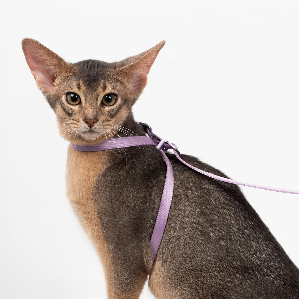 Cat Harness and Leash 2-in-1 - Monet Purple - image 2