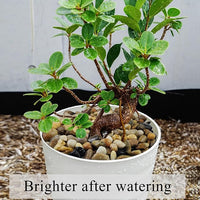 2lbs Aquarium Rocks, 2/5 Inch Pea Gravel for Indoor Plants, Decorative River Rocks for Fish Tank Succulent Vase Plant Soil Cover and Outdoor Landscaping