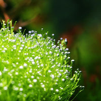 Riccia fluitans in Vitro Tissue Culture Small Cup