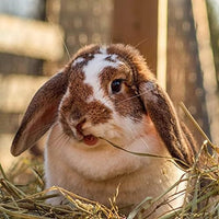 Blue Mountain Hay | Fresh Organic Meadow Hay (15 Ounce) | Mimics Natural Forage | High-Altitude Hay Pet Food for Rabbits, Guinea Pigs, Chinchillas, Hamsters, and Other Small Pets