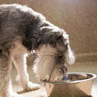 Stainless Steel Dog Bowl 2-Pack Pet Feeder Bowls 10 Cup – Essentials for Dogs - 7 cups - image 4