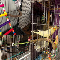 Allazone Bird Natural Wood Stand Perch Swing U Shape Natural Parrot Perch Bird Stand Pole for Parakeet, Conure, Cockatiel, Budgie, Lovebirds