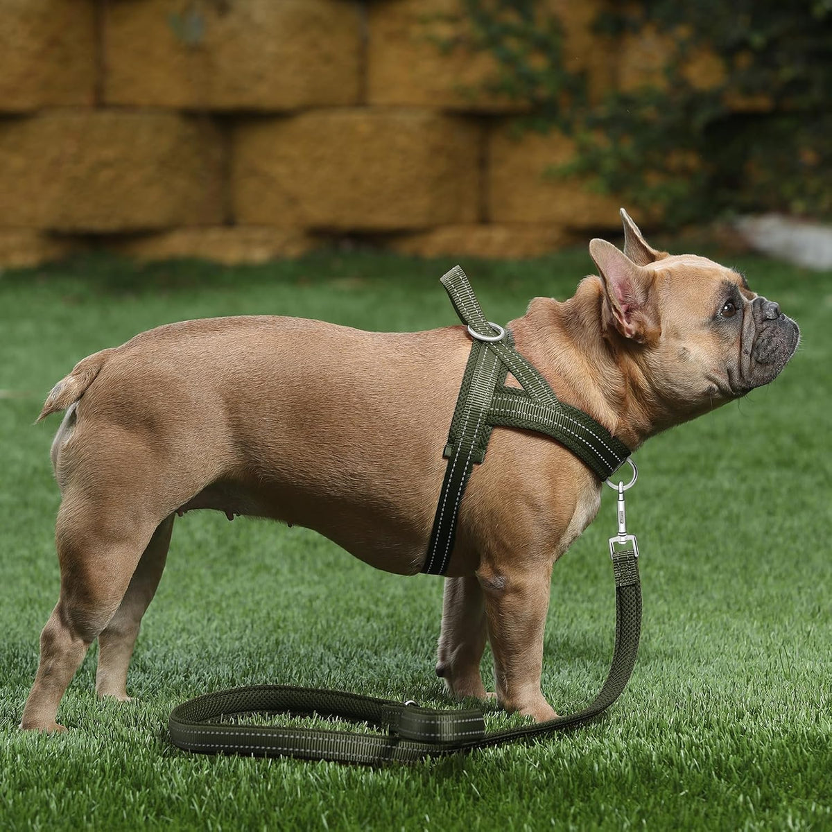 Plutus Pet No Pull Dog Harness with Front Clip - M: chest 19.7"-25.2" / Ranger Green - image 2