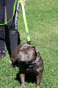 Dog Leash 6ft Long, Traffic Padded Two Handle, Heavy Duty - 6FT / Green - image 3