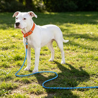 Long Dog Leash Reflective Rope Training Lead 15ft 30ft 50ft Check Cord – Essentials for Dogs - Light Blue / 50ft x 3/8inch - image 2