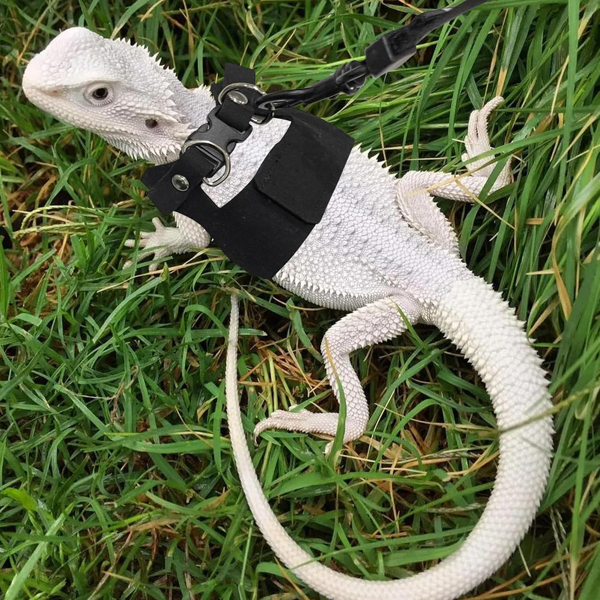 3PCS Bearded Dragon Harness and Leash Set - Black - image 4