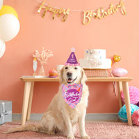 Dog Birthday Hat Bandana Set, Blue Plaid Boy Dog Bandana - X-Large / Pink Violet Girl - image 2