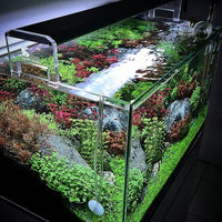 Live Aquarium Stem Plants - Freshwater Aquatic Plant for Fish Tanks, Aquascaping - (Diamond Ludwigia Peruensis, 1 Bunch)