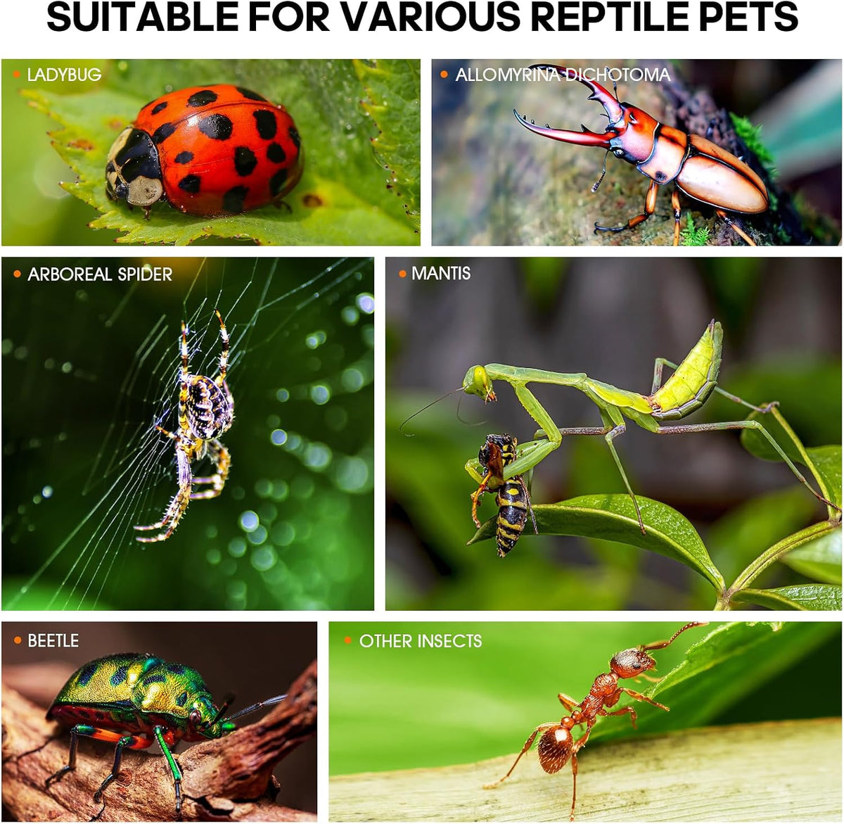 MYGIIKAKA Jumping Spider Enclosure Accessories - 3x3x6 inch - image 4