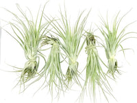 Live Air Plant - Tillandsia Gardneri 5-7” - 5ct - ragnaroc Rare Collectors Indoor Tropical Plant - Live Arrival Guaranteed - House Plants for Home Decor & Gift