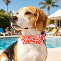Dog Collar with Bow, Elegant Little Tail Blue Plaid Boy Dog Collar Cute Bow – Essentials for Dogs - Pink Checked / X-Large (Pack of 1) - image 3